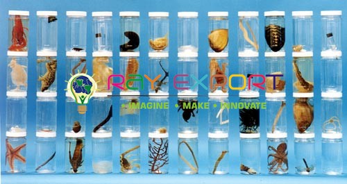 Specimens Insect Set| BIOLOGY LAB EQUIPMENTS MANUFACTURER, SUPPLIERS