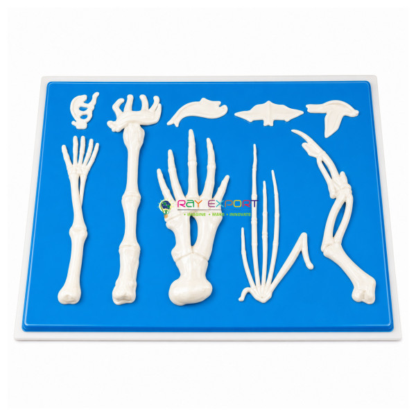 Comparison of Limbs in Vertebrates