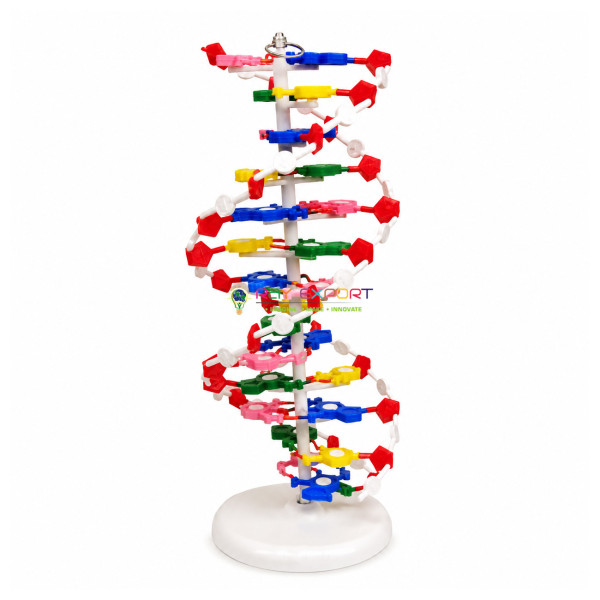 Model of DNA (Helical)