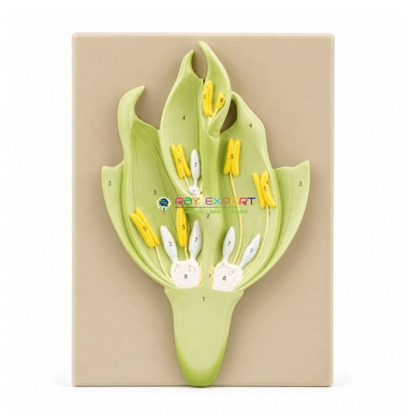 Monocotyledon Flower Pattern