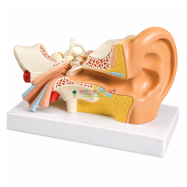 Construction of the Ear