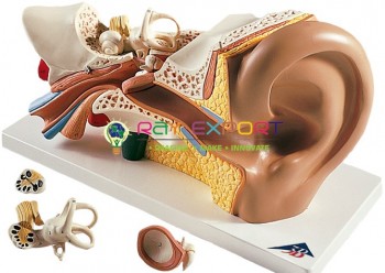 Human Ear Giant 5X Anatomy Model For Biology Lab