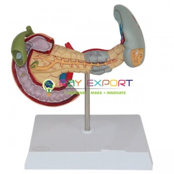 Human Pancreas, Duodenum And Spleen Anatomy Model For Biology Lab