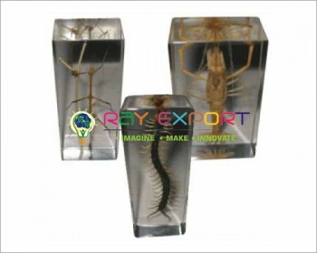 Real Life Science Specimens Centipede & Spider Set, Set Of Both For Biology Lab