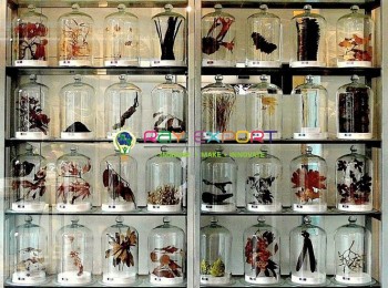 specimen collection in bell jars
