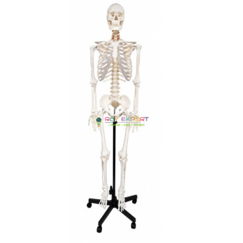 Stan Skeleton, on Metal Stand with 5 Castors