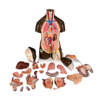 African Torso, Bisexual, in 24 Parts