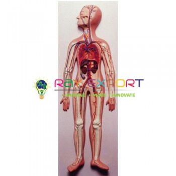 Human Model, Circulatory System