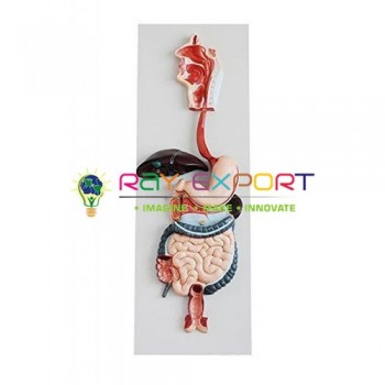 Human Model, Digestive System