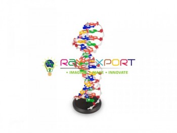 Human Model, DNA Structure