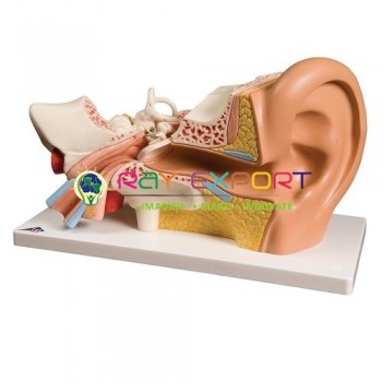 Human Model, Ear