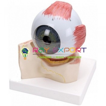 Human Model, Eye