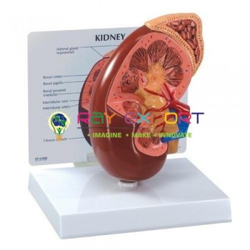 Human Model, Kidney