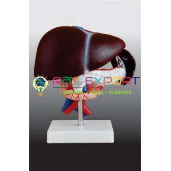 Human Model, Liver