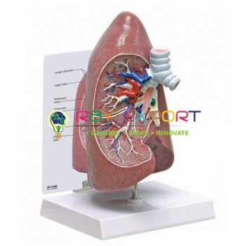 Human Model, Lungs