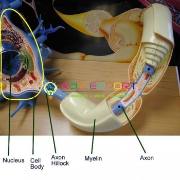 Human Model, Nerve Cell