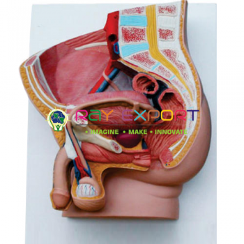 Human Model, Pelvis Male