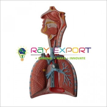 Human Model, Respiratory System