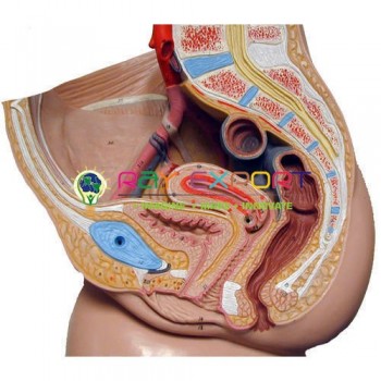 Human Model, Reproductive System, Male