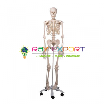 Human Skeleton Model with/without Stand