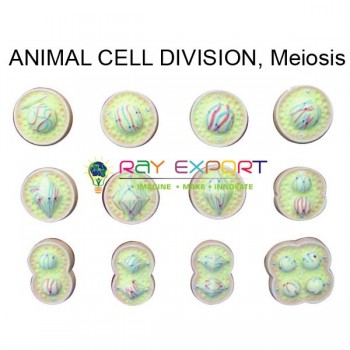 Model, Animal Meiosis