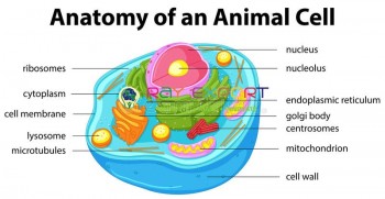 Animal Cell type 1