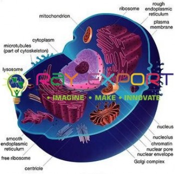 Animal Cell, Superior