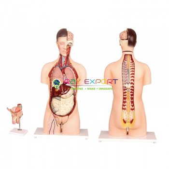 Human Torso with Interchangeable Sex Organs (Male and Female), 24 Parts