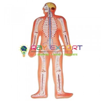 Human Nervous System