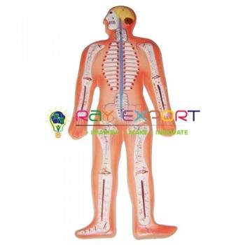 Human Nervous System