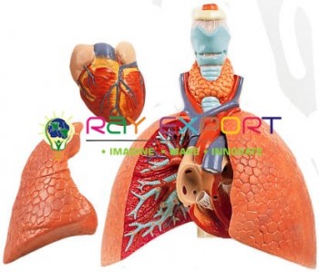 Human Lung 