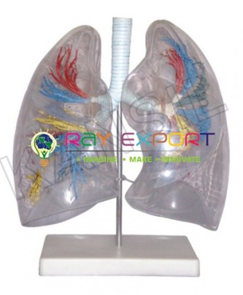Human Lung Segment, Transparent