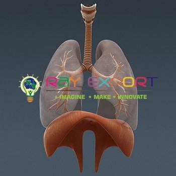 Functional Human Respiratory System