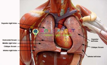 Human Thoracic Organs Model