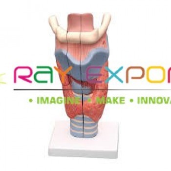 Human Larynx, Full Size 3 Parts