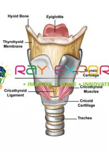 Human Larynx type 1