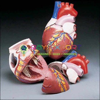 Human Heart, Jumbo