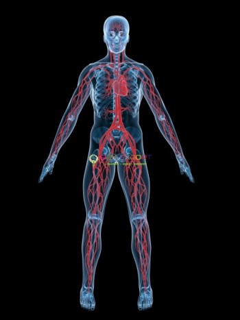 Human Circulatory System