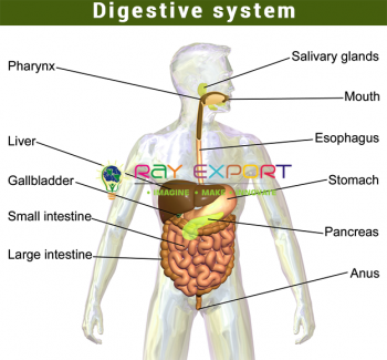 Human Digestive System