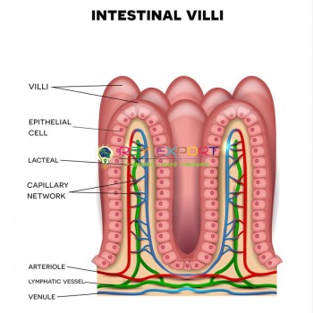 Human Intestinal Villus