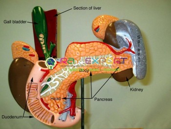 Human Pancreas, Spleen and Duodenum