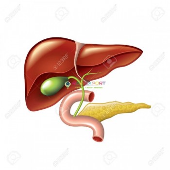 Human Liver With Gall Bladder