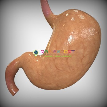 Human Stomach 