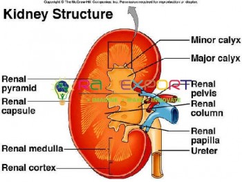 Human Kidney Structures
