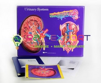 Human Urinary System (Deluxe)