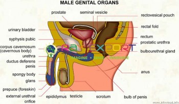 Human Male Genital Organs
