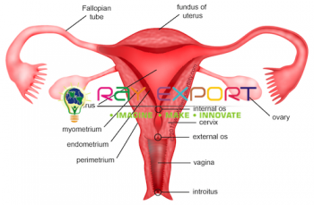 Human Female Genital Organs