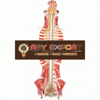 Spinal cord in the spinal canal