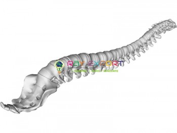 Human Vertebral And Partial Spinal Cord