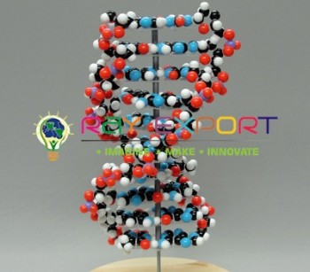 DNA Model on Base